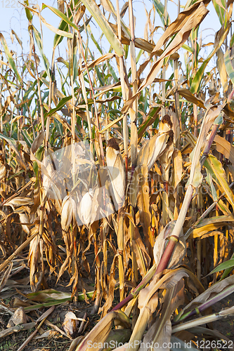Image of agriculture, corn