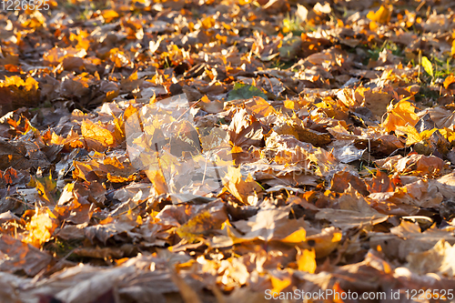 Image of The fallen maple leaves