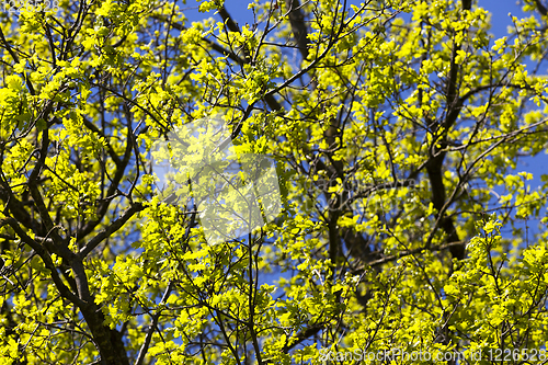 Image of clean oak foliage