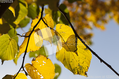 Image of yellowed foliage of a linden