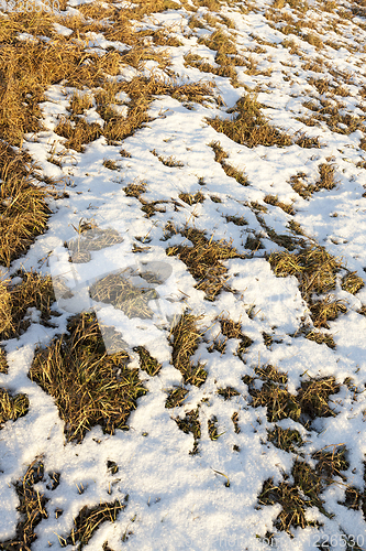 Image of Old grass, snow