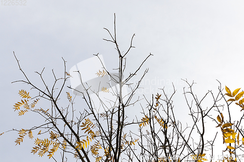 Image of yellow leaves of the tree