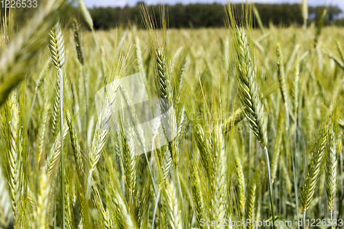 Image of Green ears of rye