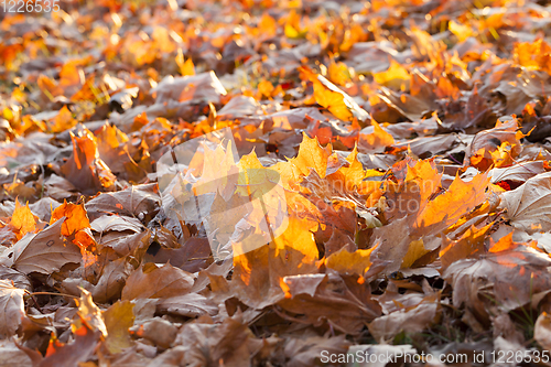 Image of fallen maple leaves
