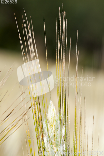 Image of spikelets of wheat