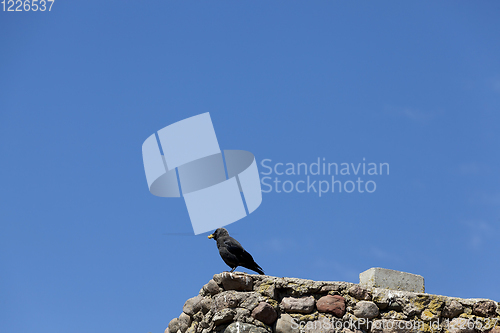 Image of adult crow sits on a fence