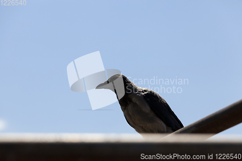 Image of adult crow sits on a fence