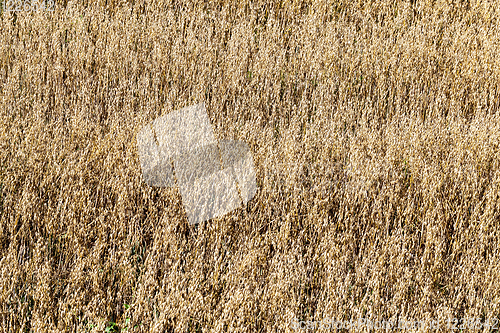 Image of golden oats