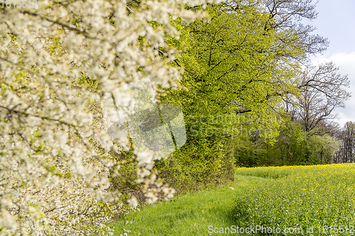 Image of sunny woodside scenery