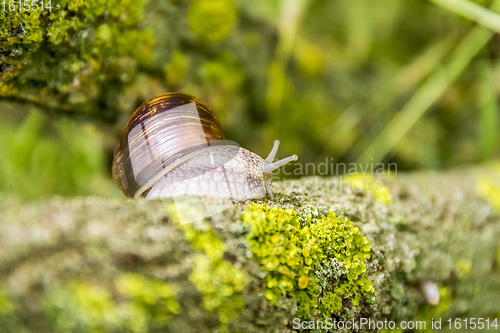 Image of Roman snail closeup