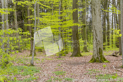 Image of forest scenery at spring time