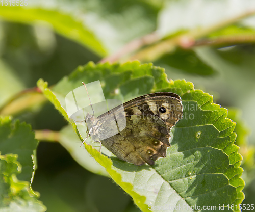 Image of Speckled wood butterfly