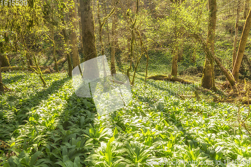 Image of idyllic forest scenery