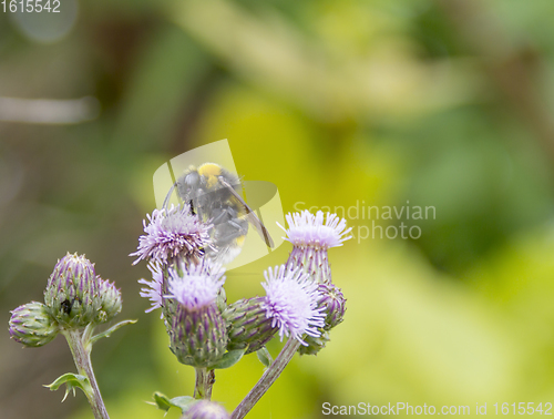 Image of Bumblebee on thistle flower