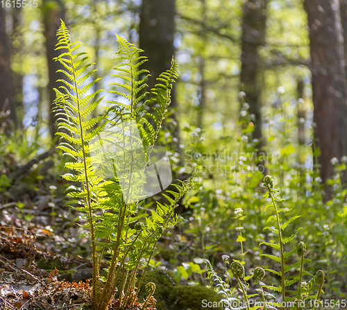 Image of sunny forest scenery