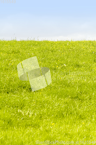 Image of vibrant green meadow