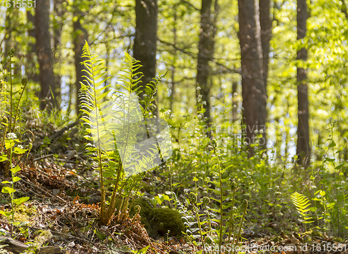 Image of sunny forest scenery