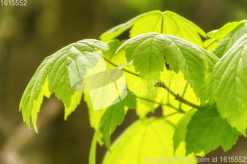 Image of sunny illuminated spring leaves