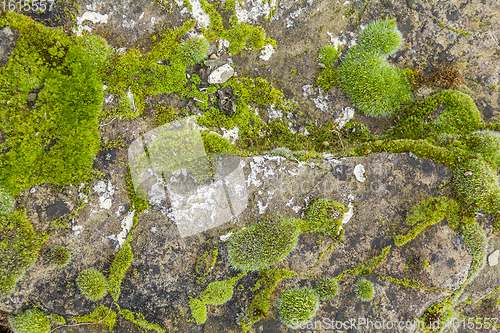 Image of moss and lichen on rough stone