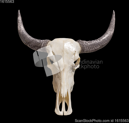 Image of horned animal skull