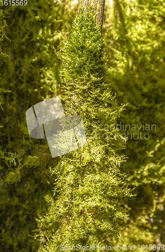 Image of green mossy twigs detail