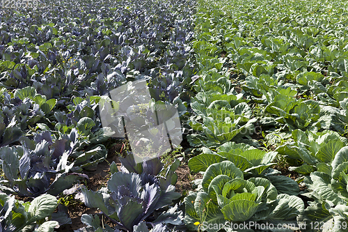 Image of field cabbage