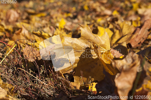 Image of Yellow foliage