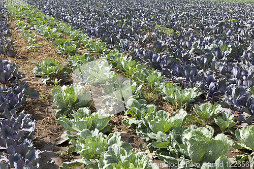 Image of field cabbage
