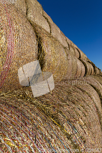 Image of straw stems