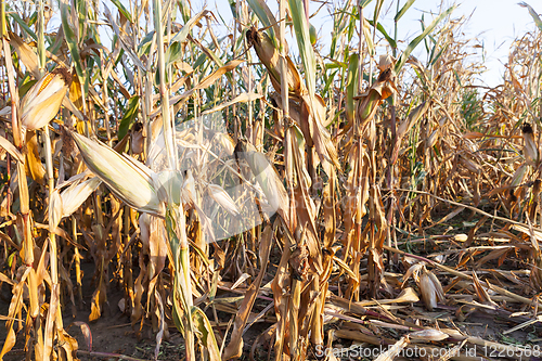 Image of agriculture, corn closeup