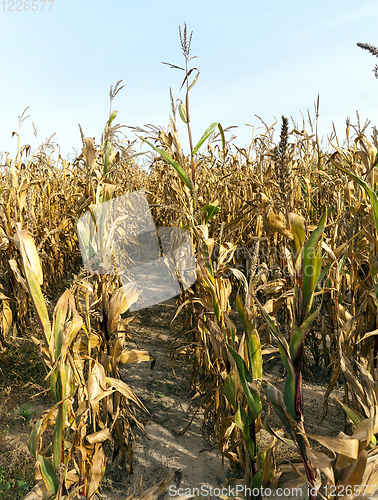 Image of Ripe yellow corn row