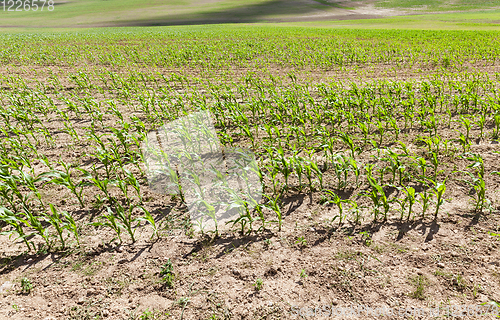 Image of young green corn