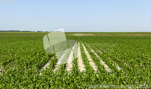 Image of green corn