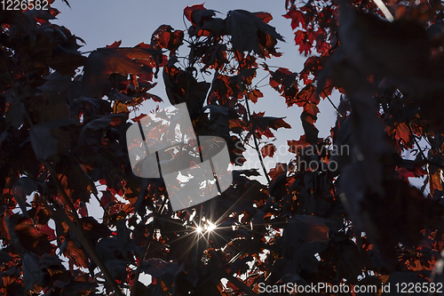 Image of red maple