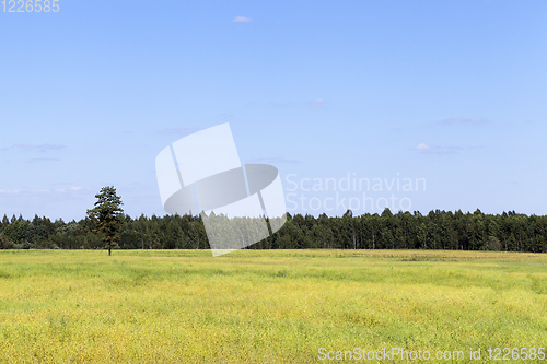 Image of field of cereal