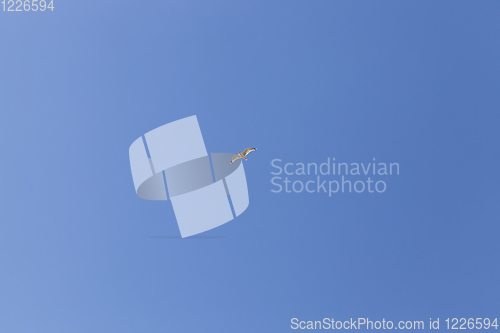 Image of gull sky