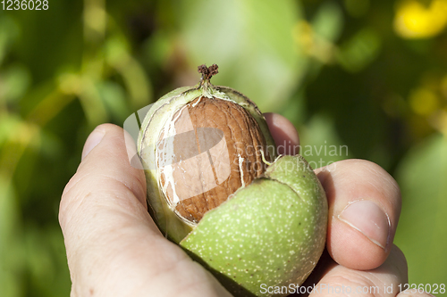 Image of green part of a walnut