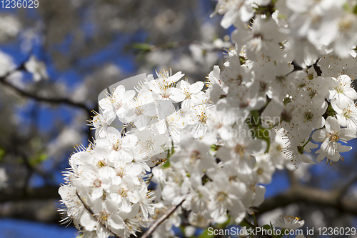 Image of tree inflorescence