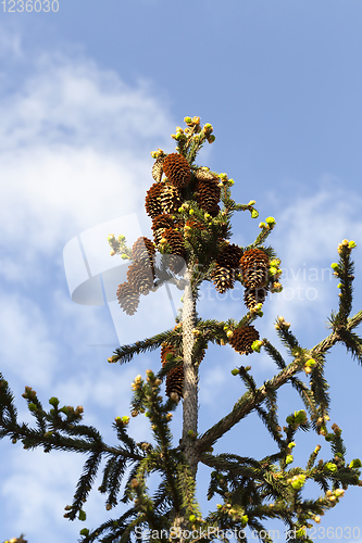 Image of cones fir