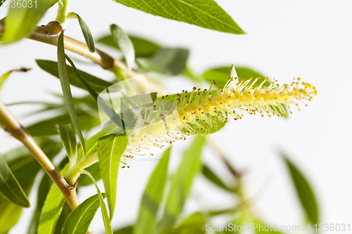 Image of blooming buds