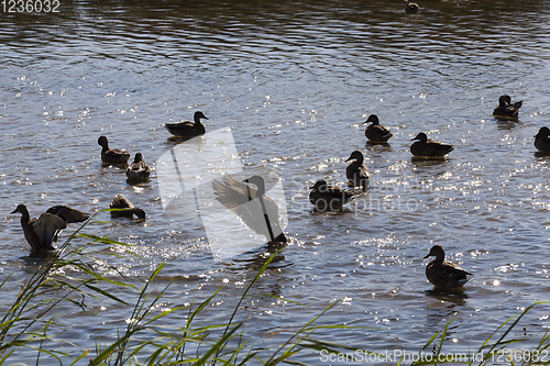 Image of young and old ducks