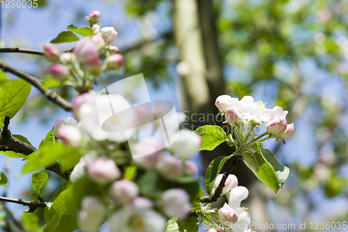 Image of fruit tree flowers
