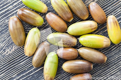 Image of oak nuts - acorns