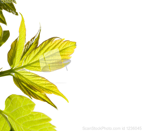 Image of leaves of maple