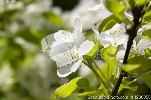 Image of white flowers tree