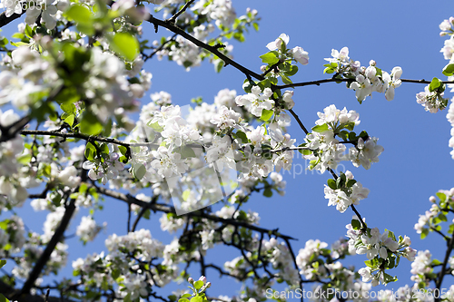 Image of white flowers