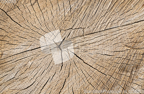 Image of sawed birch tree trunk