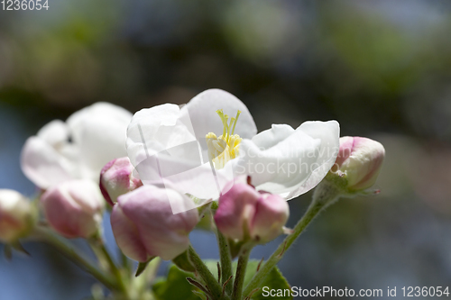 Image of fruit tree flowers