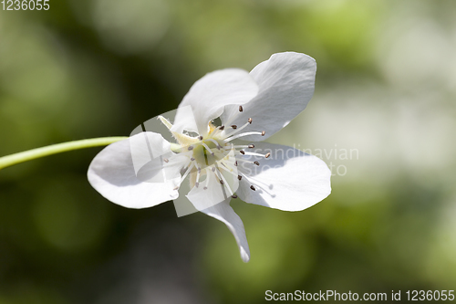 Image of one flower tree