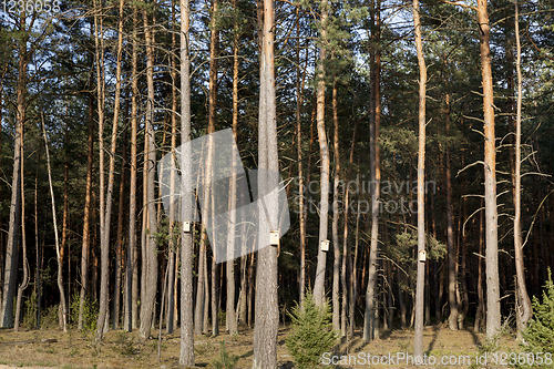 Image of summer landscape in a pine forest